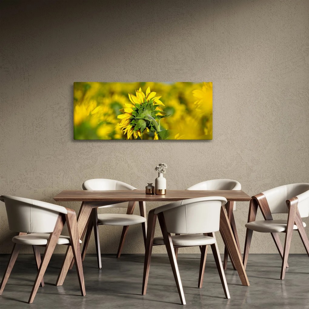 Obraz slnečnice (120x50 cm)