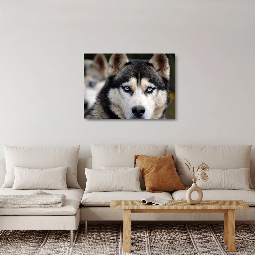 Sklenený obraz psa husky (70x50 cm)