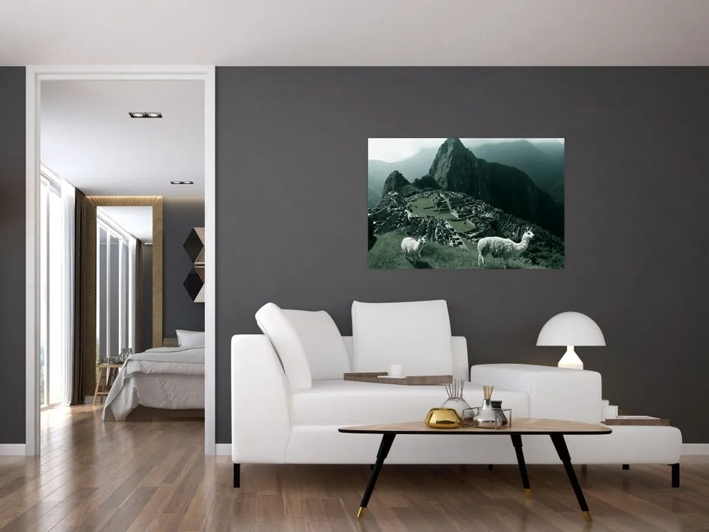 Obraz - Lamy na Machu Picchu v Peru (90x60 cm)