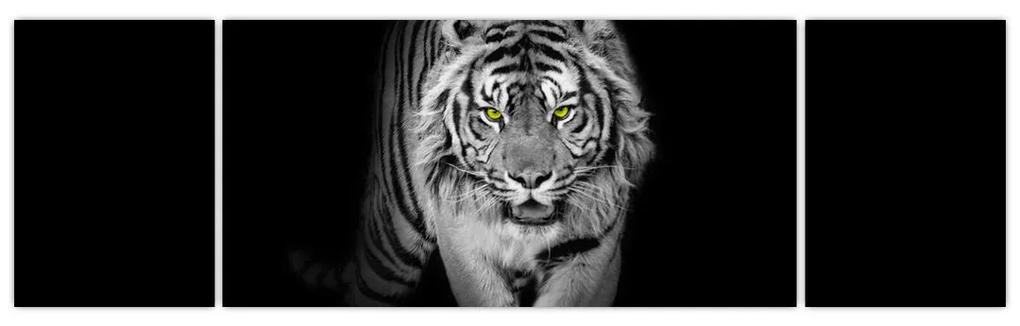 Tiger čiernobiely, obraz
