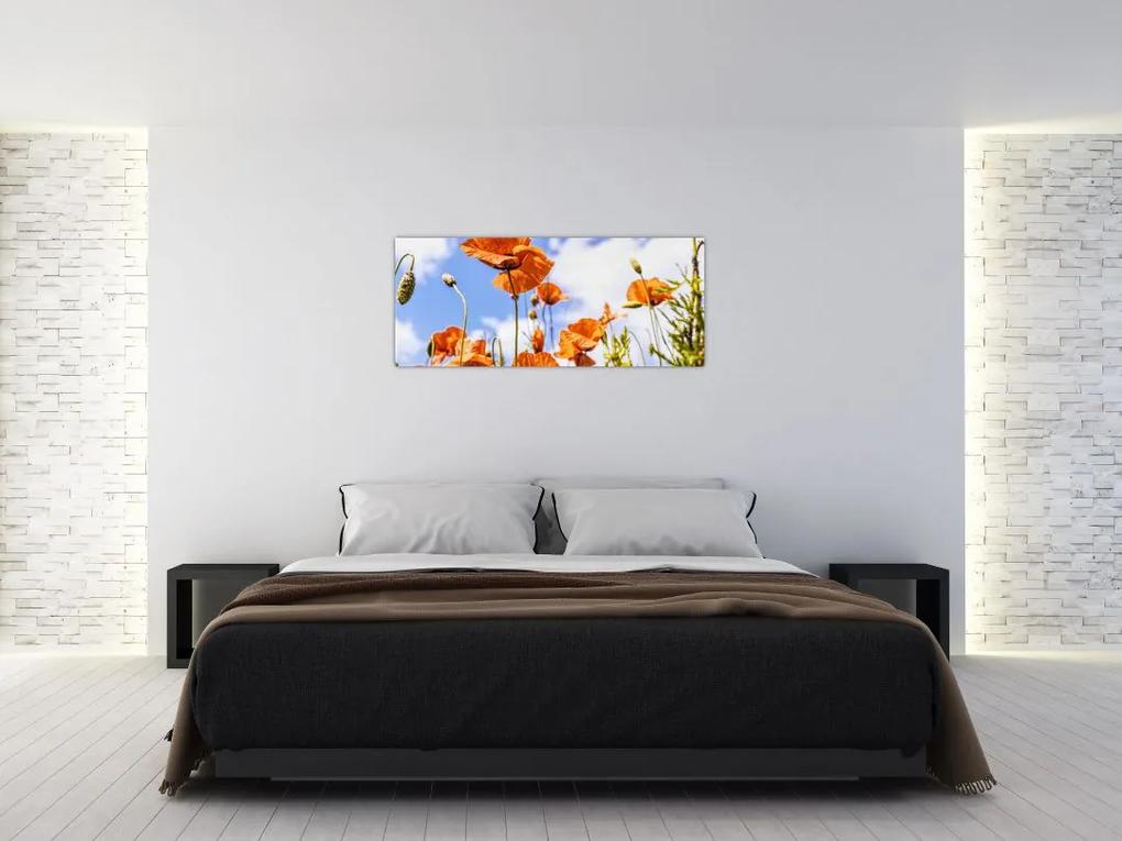 Obraz vlčích makov (120x50 cm)