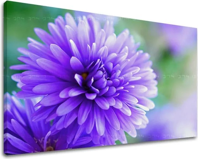 Obraz na stenu KVETY KV090E11 - 40x60 cm