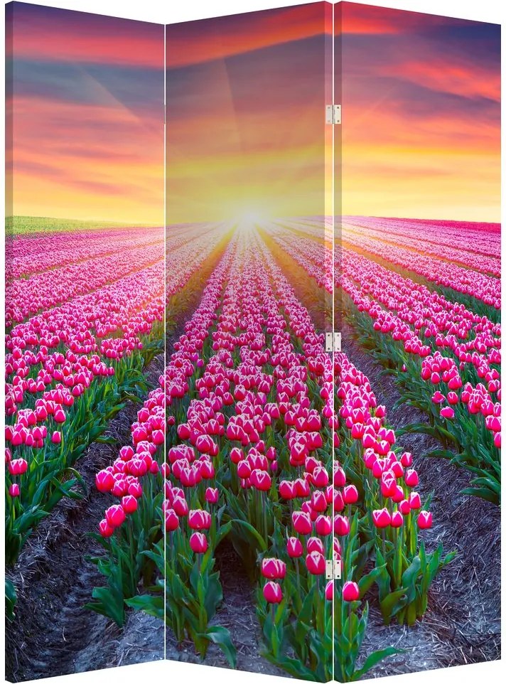 Paraván - Pole tulipánov so slnkom (126x170 cm)