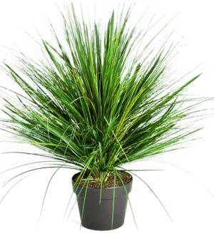 Grass onion 50cm
