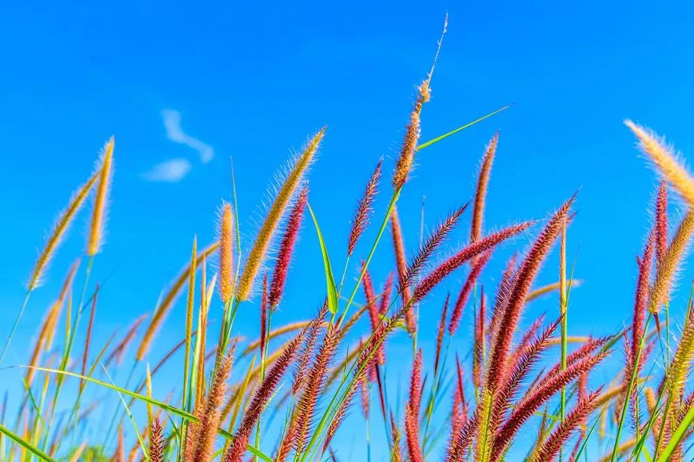 Samolepiaca tapeta klasy trávy pod oblohou