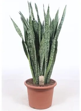 Sansevieria zeylanica 35x110 cm