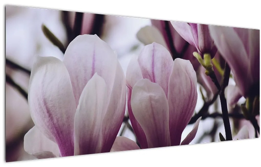 Obraz - Magnolie (120x50 cm)