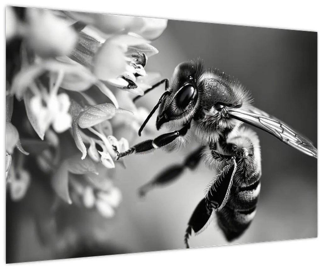 Obraz - Detail včely (90x60 cm)