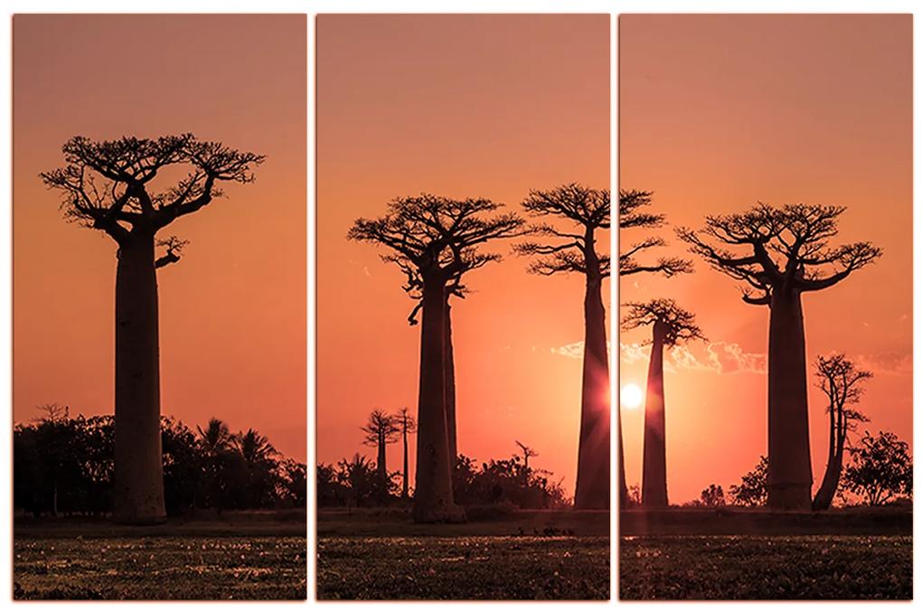 Obraz na plátne - Baobaby... 105FB (135x90 cm)