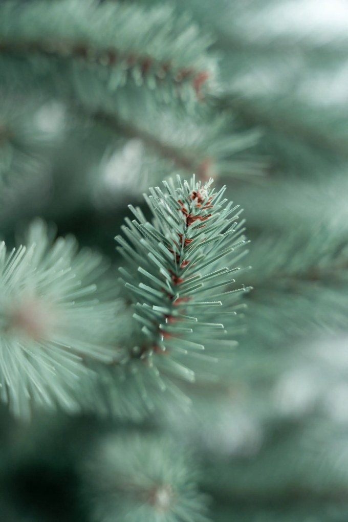 Limpol Jedľa Renáta silver 240 cm