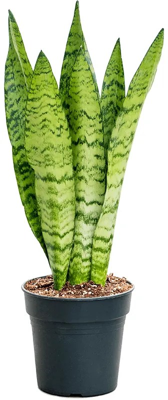 Sansevieria zeylanica tuft 21x80 cm
