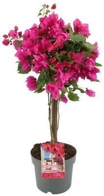 Bougainvillea Sanderiana kmienik 21x70 cm