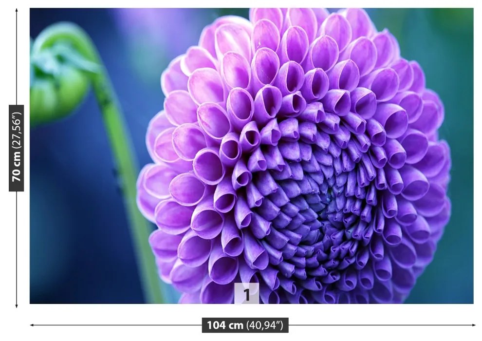 Fototapeta Vliesová Fialová dahlia 416x254 cm