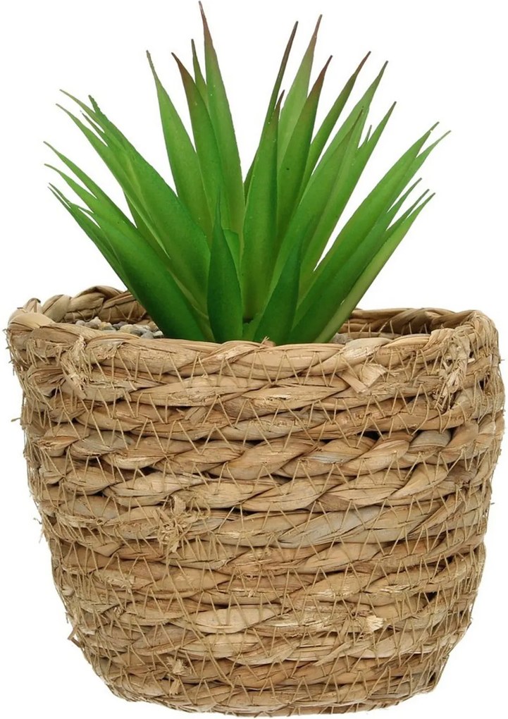 Dekorácie Aloe 20cm