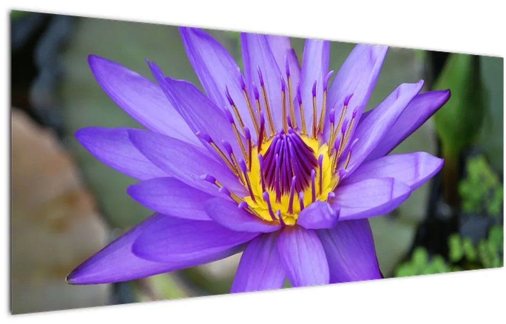 Obraz - Fialová kvetina (120x50 cm)