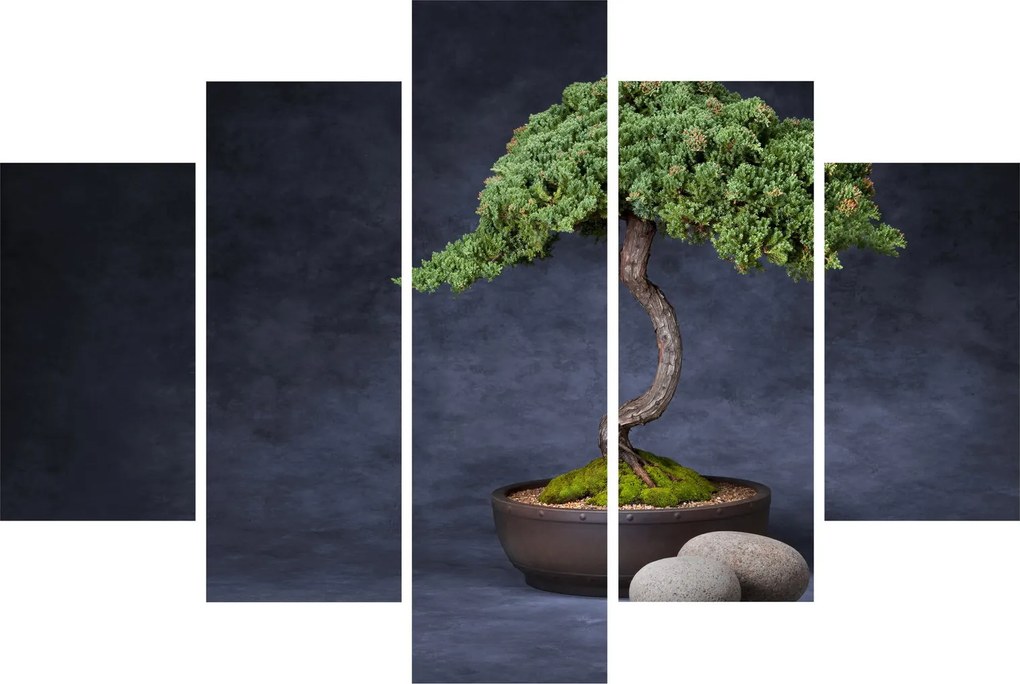 Obraz - Bonsai (150x105 cm)