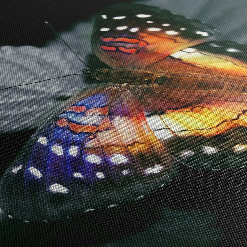 Obraz motýľa (120x50 cm)