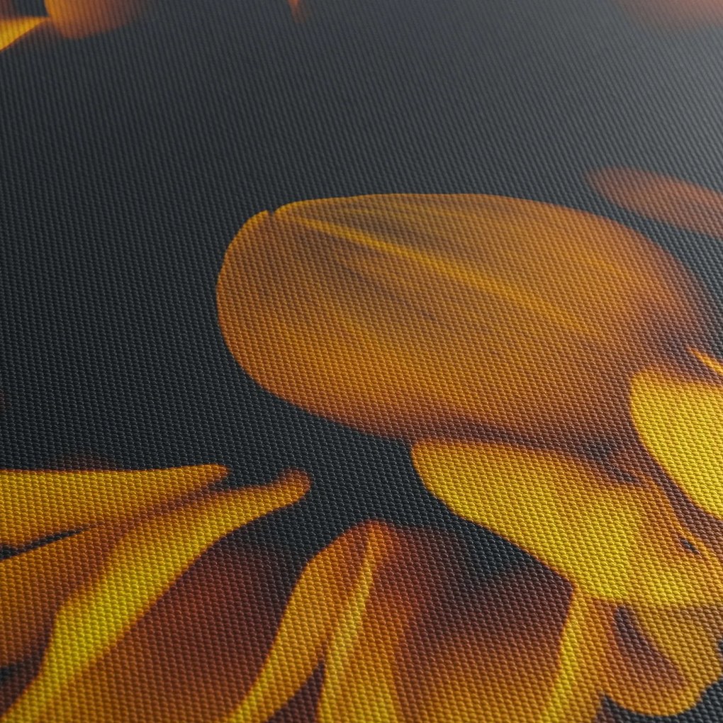 Obraz - Slnečnica v čiernom pozadí (150x105 cm)