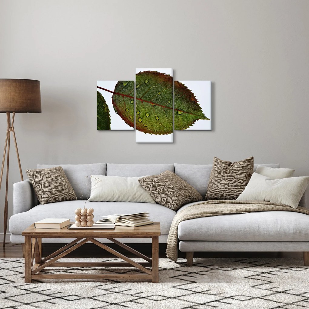 Obraz - List ruže (90x60 cm)