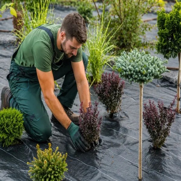 Čierna agrotextília proti burine 1 × 50 m, 70 g/m²