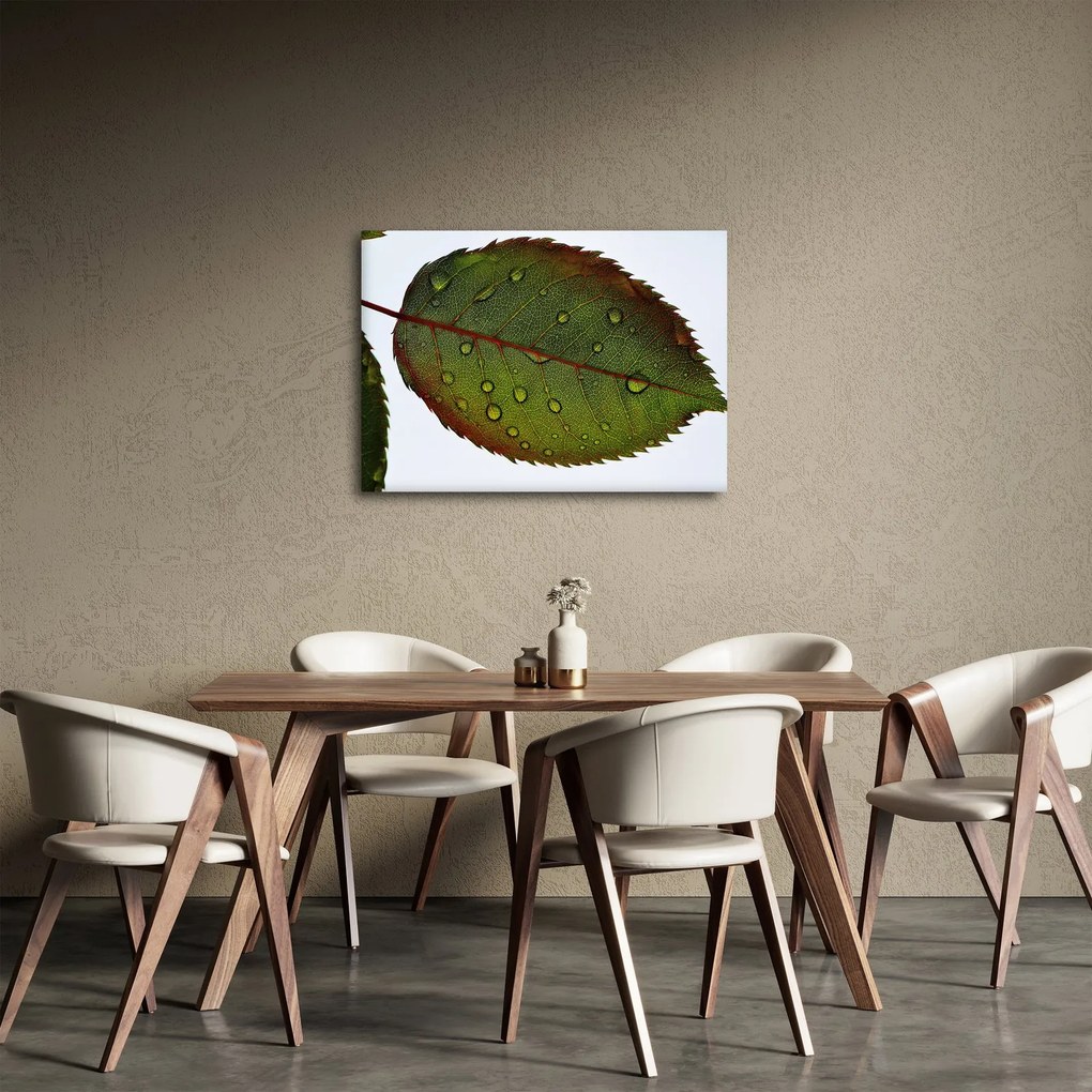 Obraz - List ruže (70x50 cm)