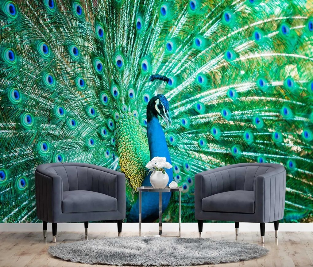 Gario Fototapeta Farebný páv Materiál: Vliesová, Rozmery: 250 x 175 cm