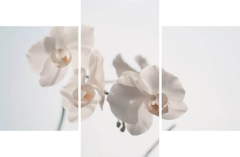 Obraz bielej orchidey (90x60 cm)