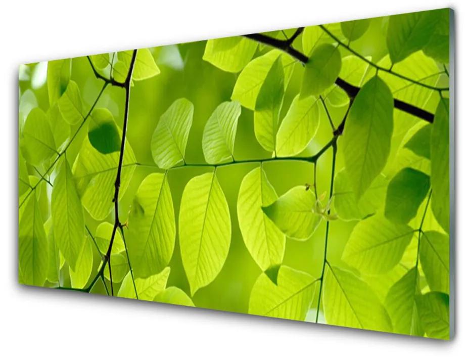 Nástenný panel  Listy príroda rastlina 140x70 cm