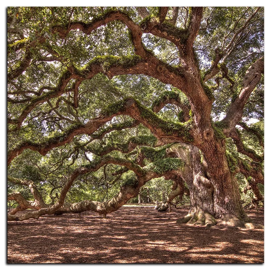 Obraz na plátne - Staroveký živý dub - štvorec 3238A (50x50 cm)