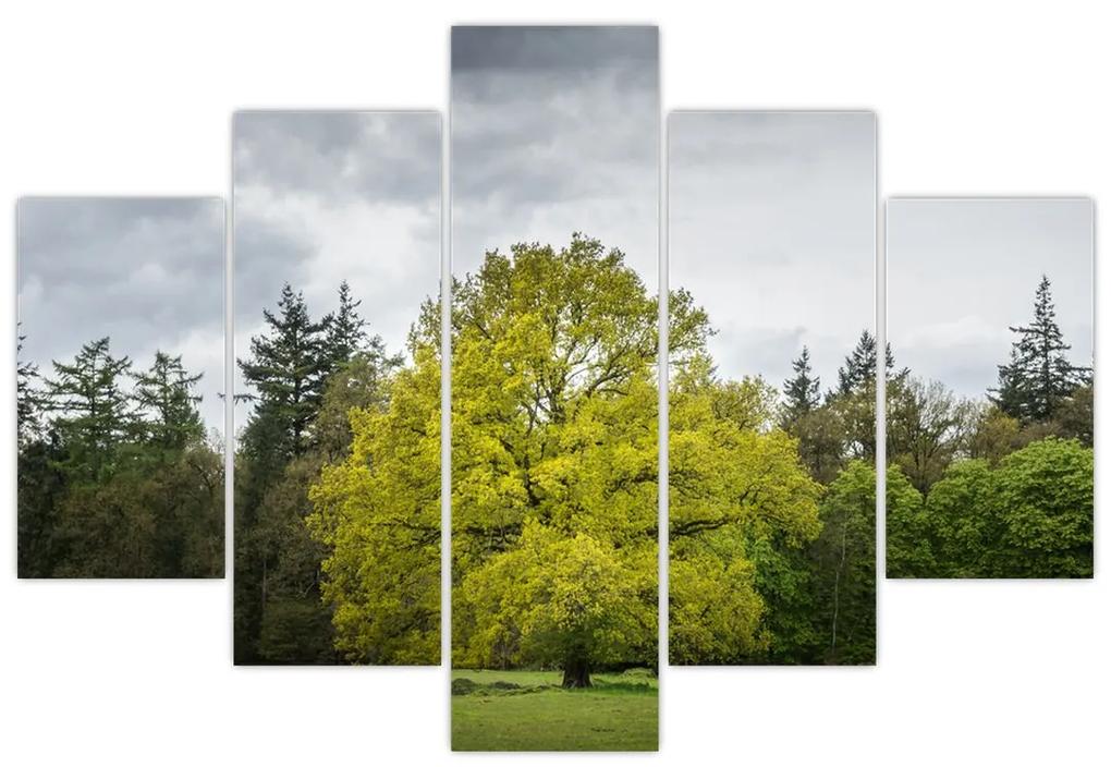 Obraz zeleného stromu uprostred poľa (150x105 cm)