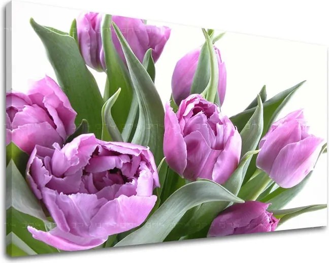 Obraz na stenu KVETY TULIPÁNY XOBKV131E11 - 100x150 cm