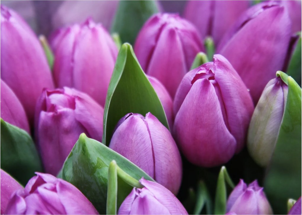 Sklenený obraz - kvety tulipánov (70x50 cm)