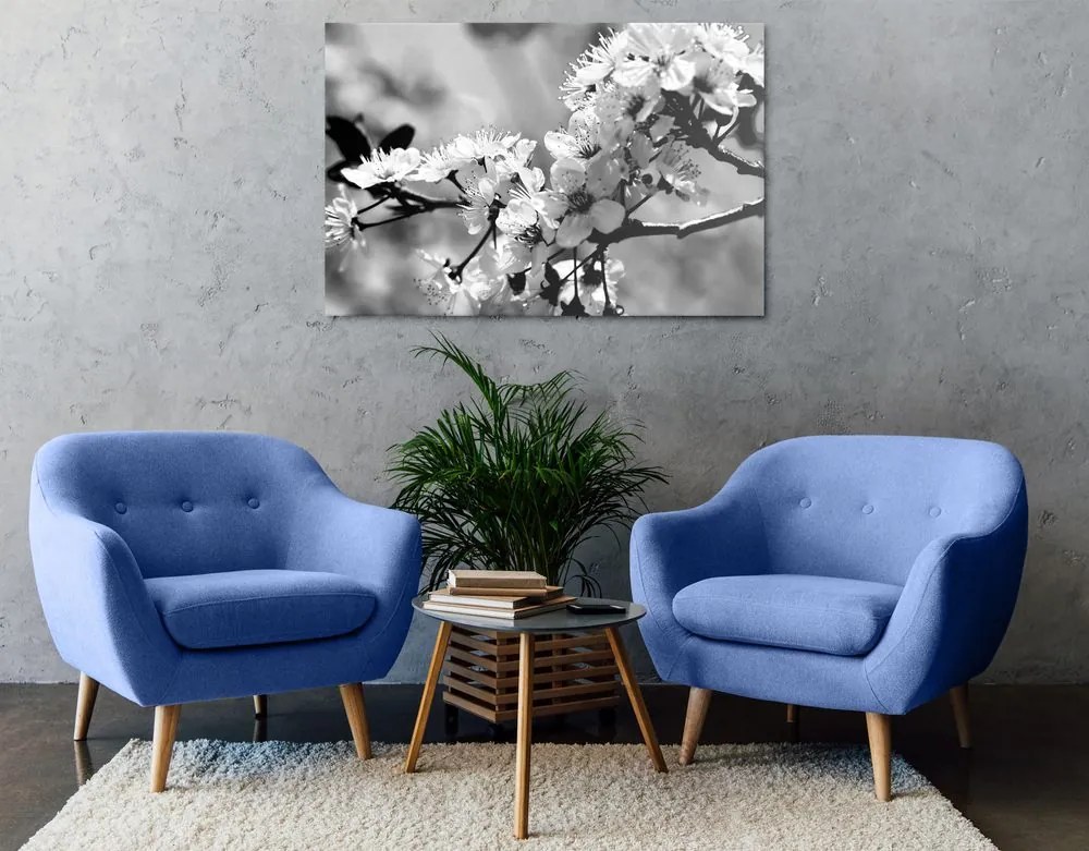 Obraz čerešňový kvet v čiernobielom prevedení Varianta: 120x80