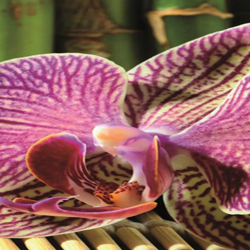 Gario Paraván Zen s ružovou orchideou Rozmery: 180 x 170 cm, Prevedenie: Otočný paraván 360°
