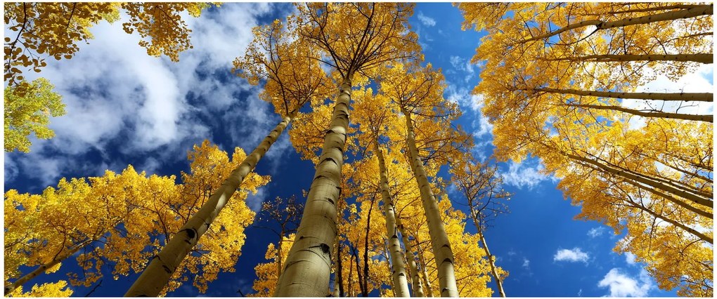 Obraz - Aspen (120x50 cm)