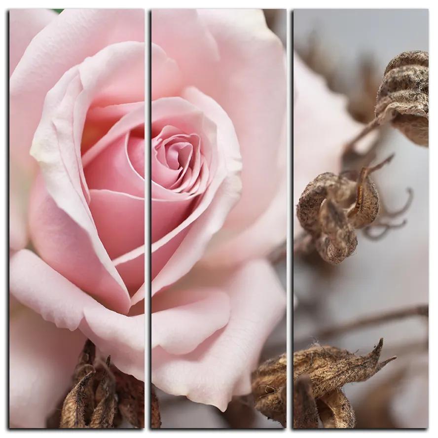 Obraz na plátne - Ruža a uschnuté rastliny - štvorec 3225B (105x105 cm)