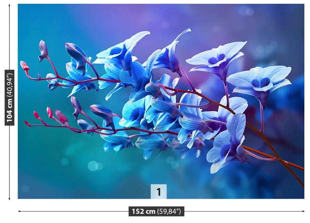 Fototapeta Vliesová Modrá orchidea 416x254 cm