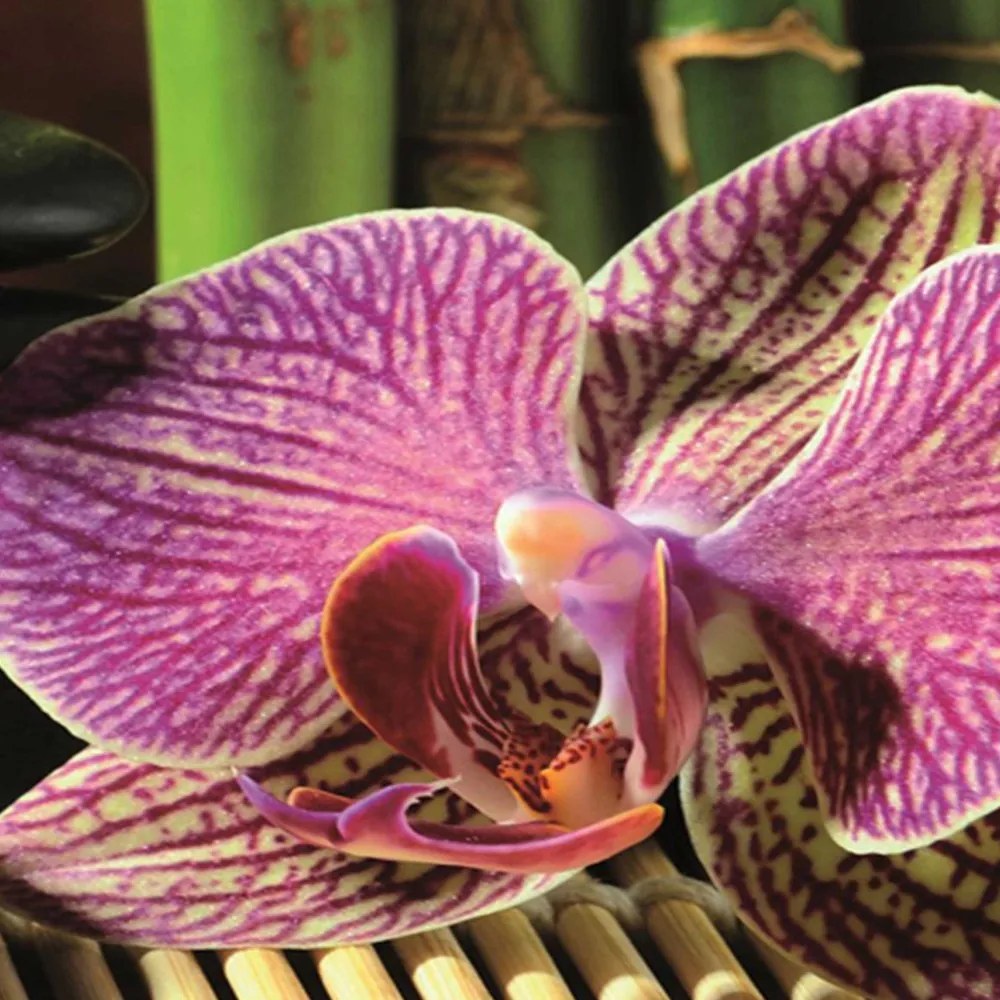 Gario Paraván Kamienky a orchidey Rozmery: 180 x 170 cm, Prevedenie: Klasický paraván