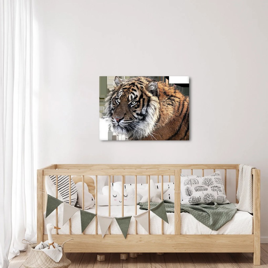 Obraz tigra (70x50 cm)
