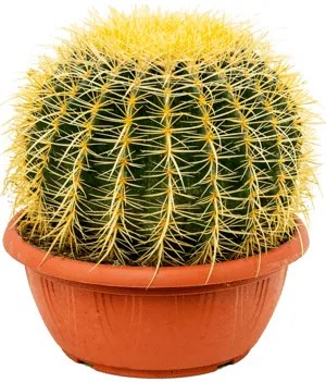 Kaktus - Echinocactus grusonii 25x30 cm
