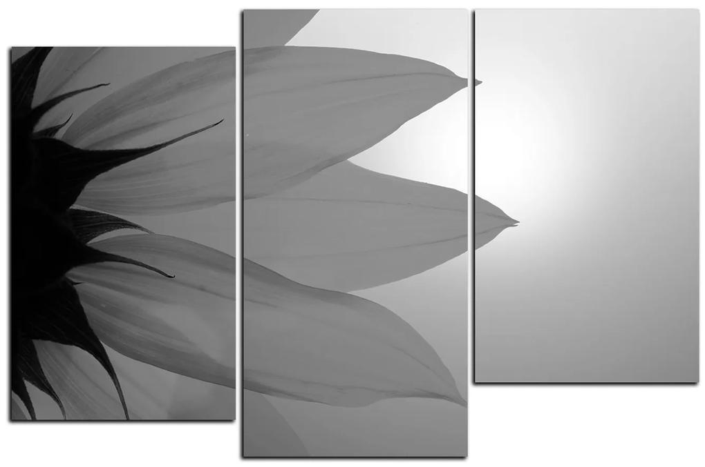 Obraz na plátne - Slnečnica kvet 1201QD (120x80 cm)