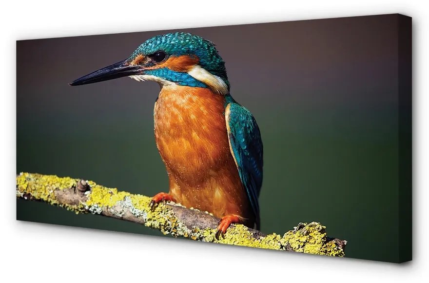 Obraz na plátne Farebný vták na vetve 125x50 cm