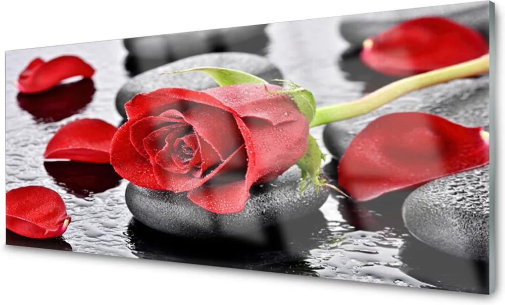 Plexisklo obraz Růže květ kameny zen