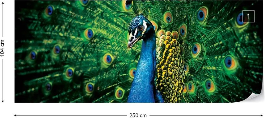 Fototapeta GLIX - Peacock Bird Feathers + lepidlo ZADARMO Vliesová tapeta  - 250x104 cm