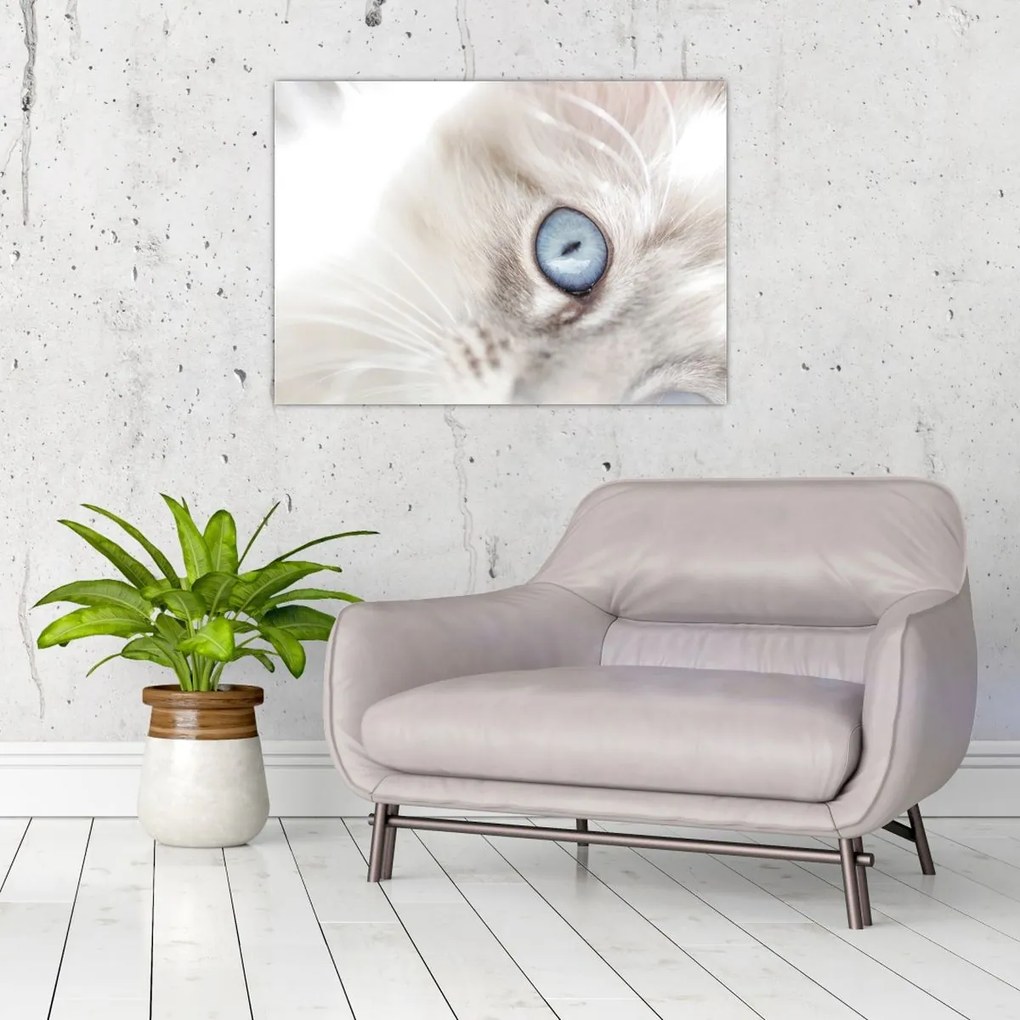 Obraz - Mačka s modrými očami (70x50 cm)