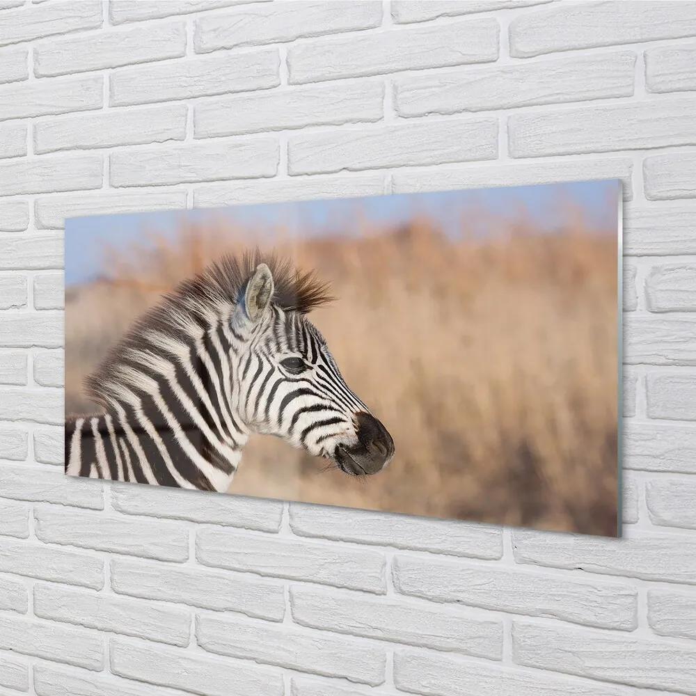Sklenený obraz zebra 120x60 cm