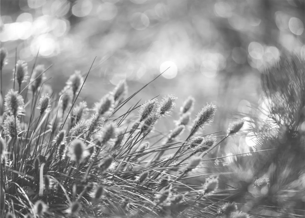 Sklenený obraz - Béžová soft grass N⁰1 (70x50 cm)