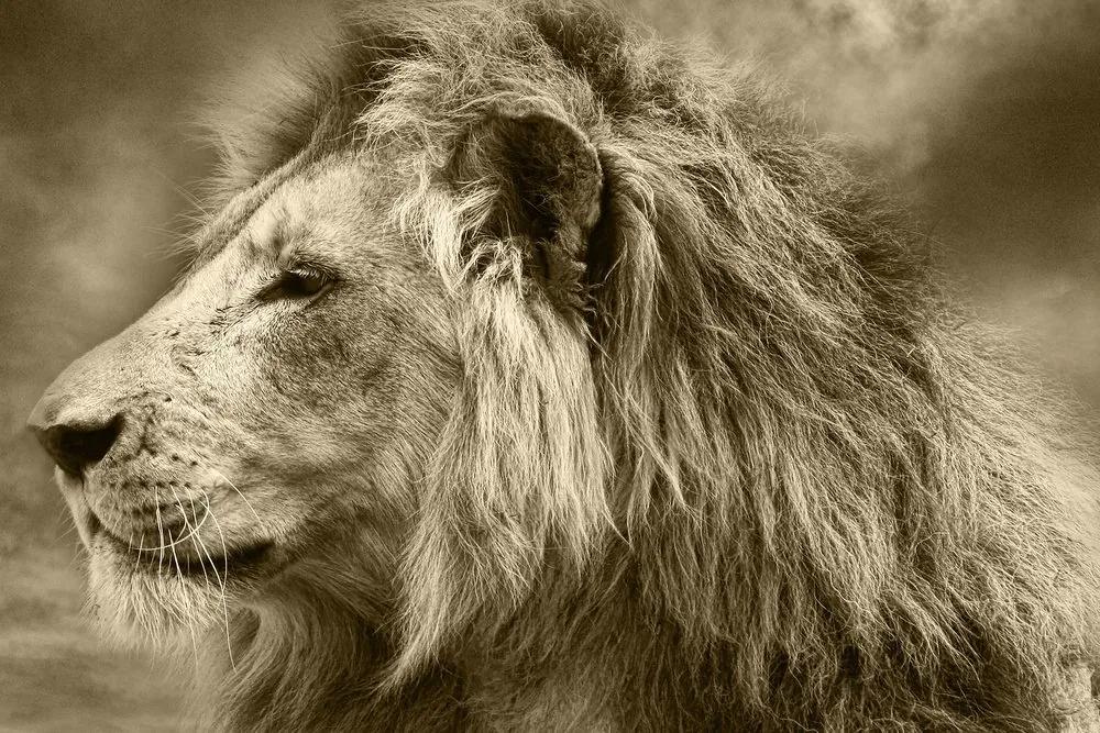 Obraz africký lev v sépiovom prevedení - 60x40
