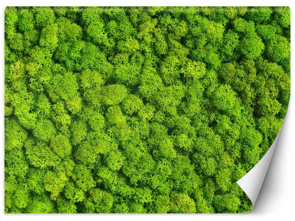 Gario Fototapeta Machová stena Materiál: Vliesová, Rozmery: 250 x 175 cm
