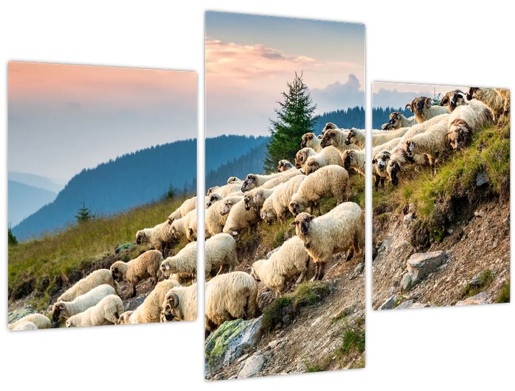 Obraz - Stádo oviec (90x60 cm)